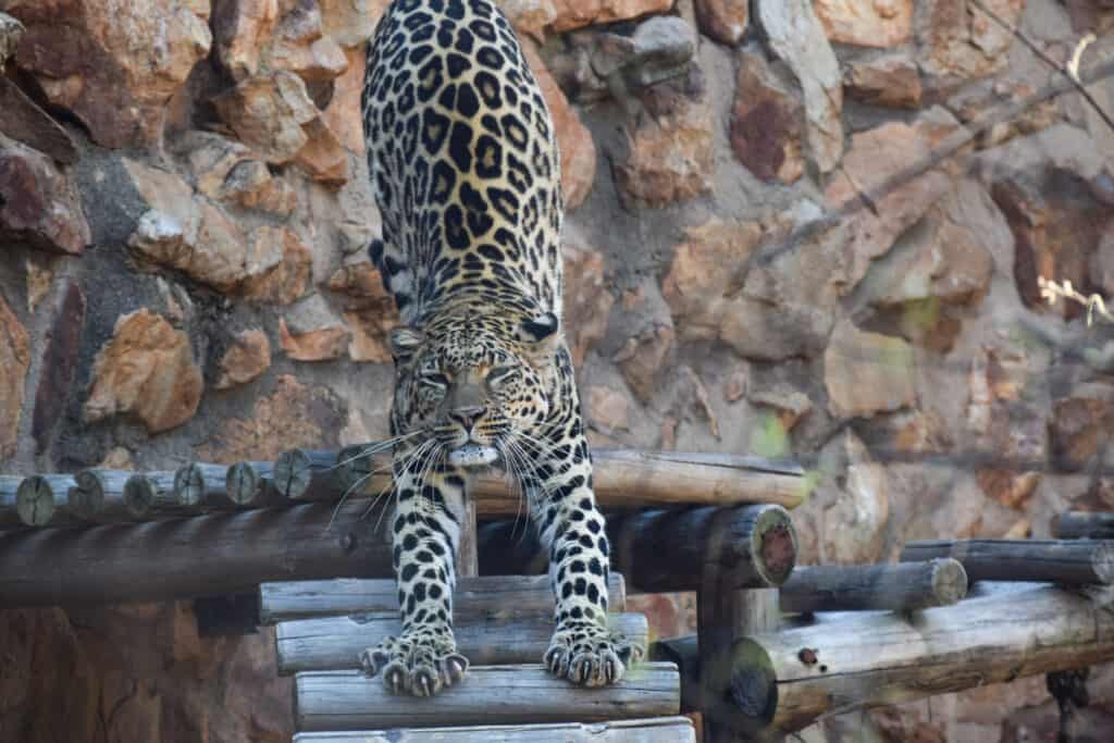Photos of Johannesburg Zoo - stretching leopard
