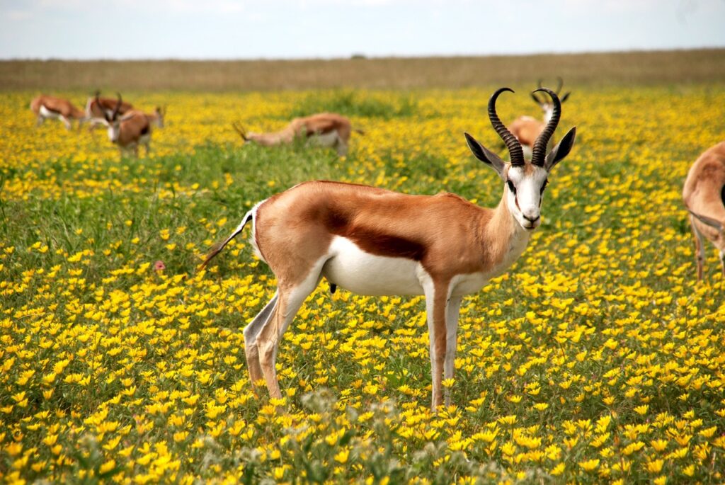 National Symbols of South Africa - National Animal of South Africa - the Springbok.jpg
