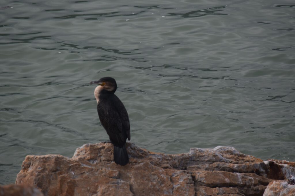 Cormorant at Stony Point