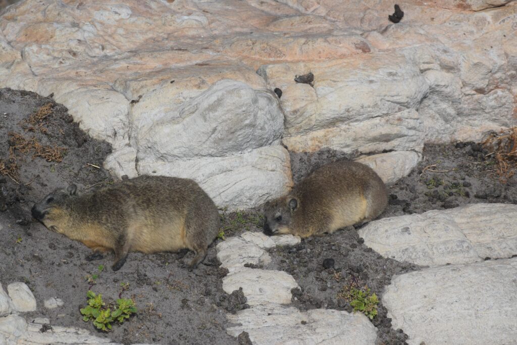 Dassies relaxing on the rocks at Stony Point