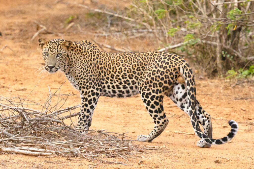 Leopards in the Mapungubwe National Park