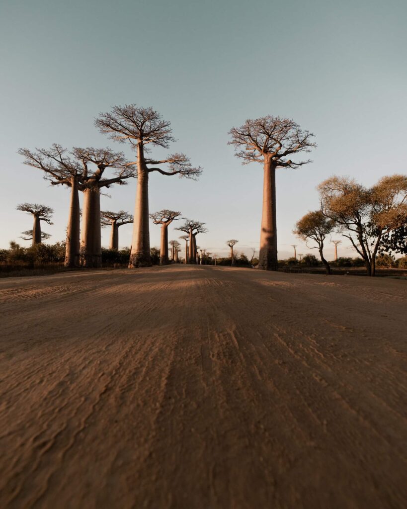 Baobab trees - one of the attractions in Limpopo