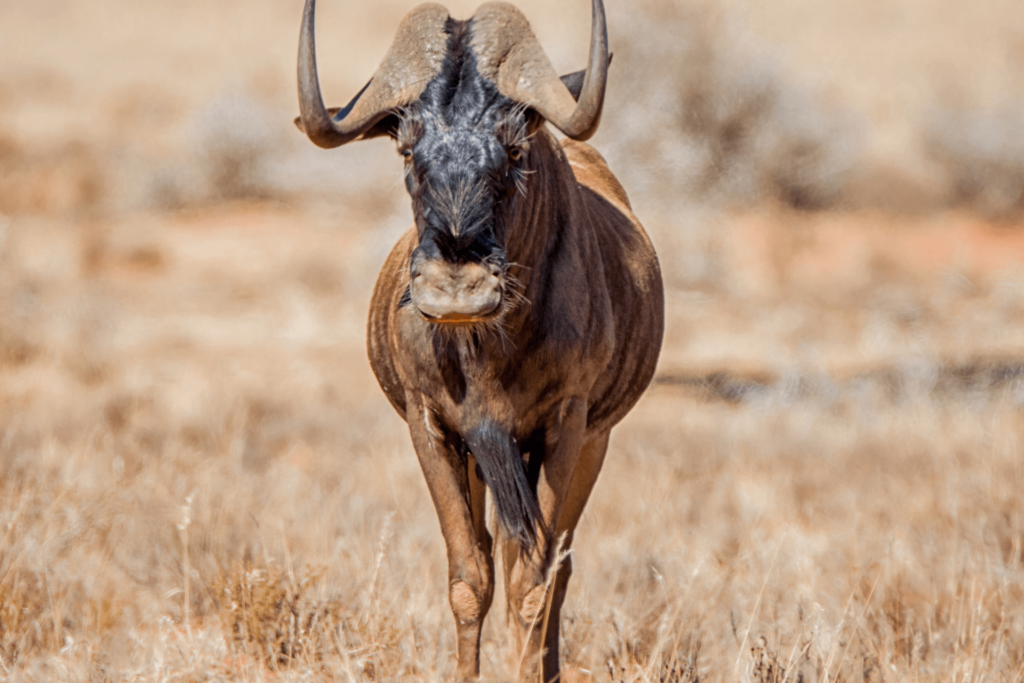 Black Wildebeest - Willem Pretorius Game Reserve