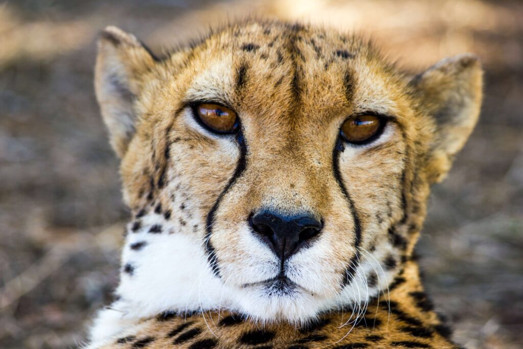 The Cheetah Experience - one of the Free State attractions