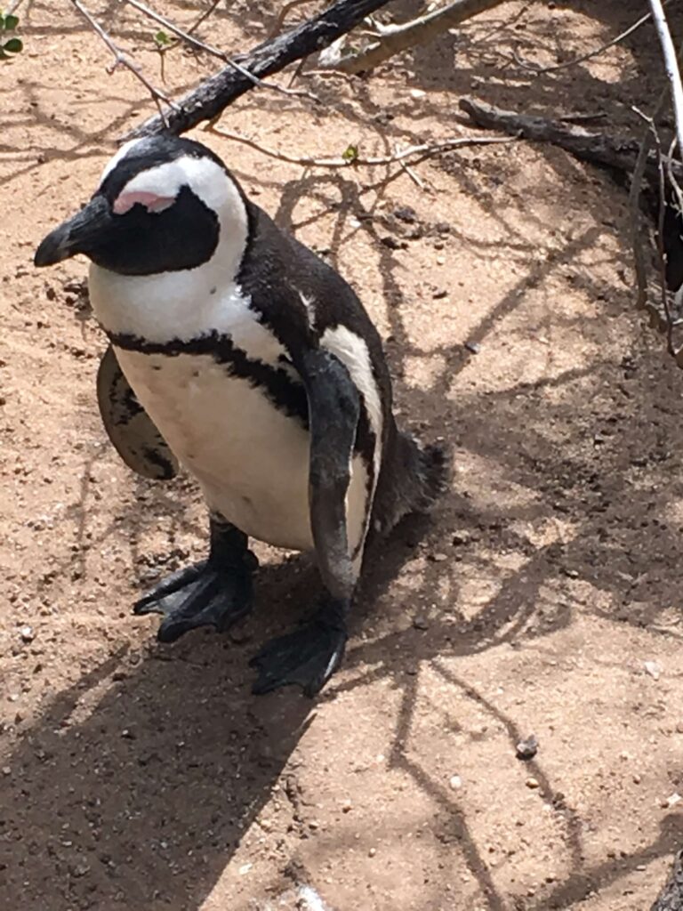 Boulders Beach Penguins - visit as part of a Cape Town tour