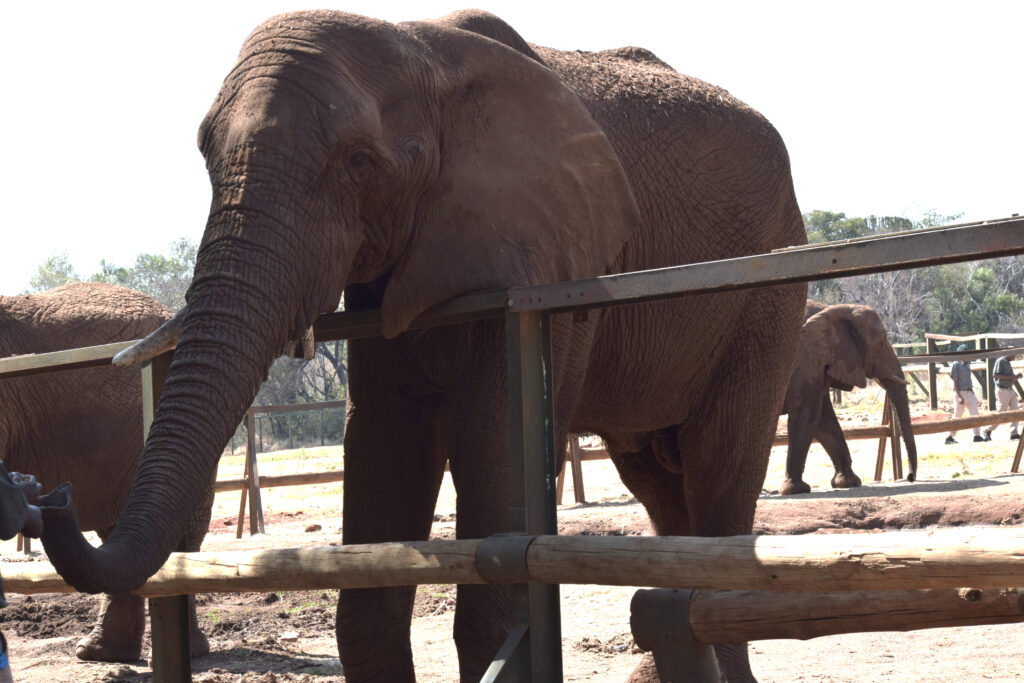 Feeding the African elephants at the Elephant Sanctuary Hartbeespoort