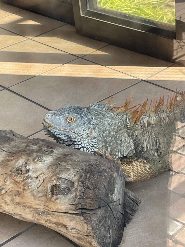 Green Iguana