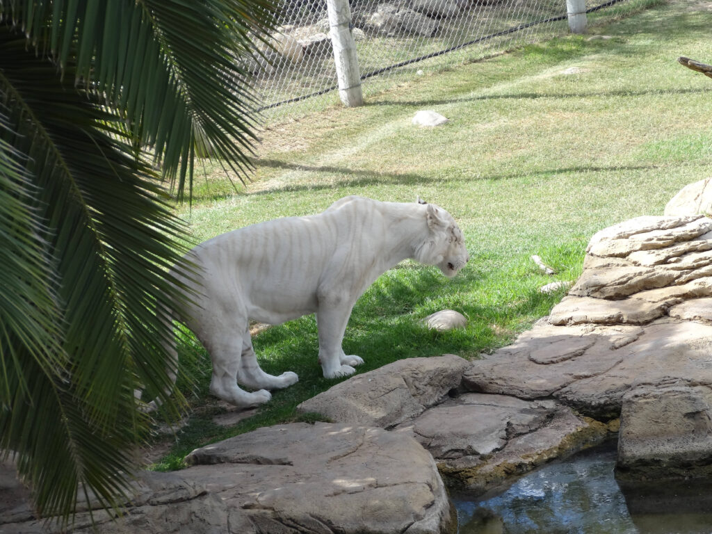 The beautiful white tiger at the Cango Wildlife Ranch