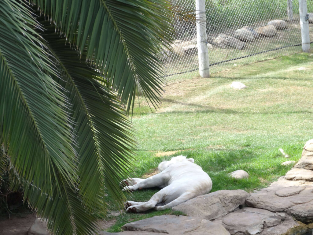 White tiger at Cango Wildlife Ranch