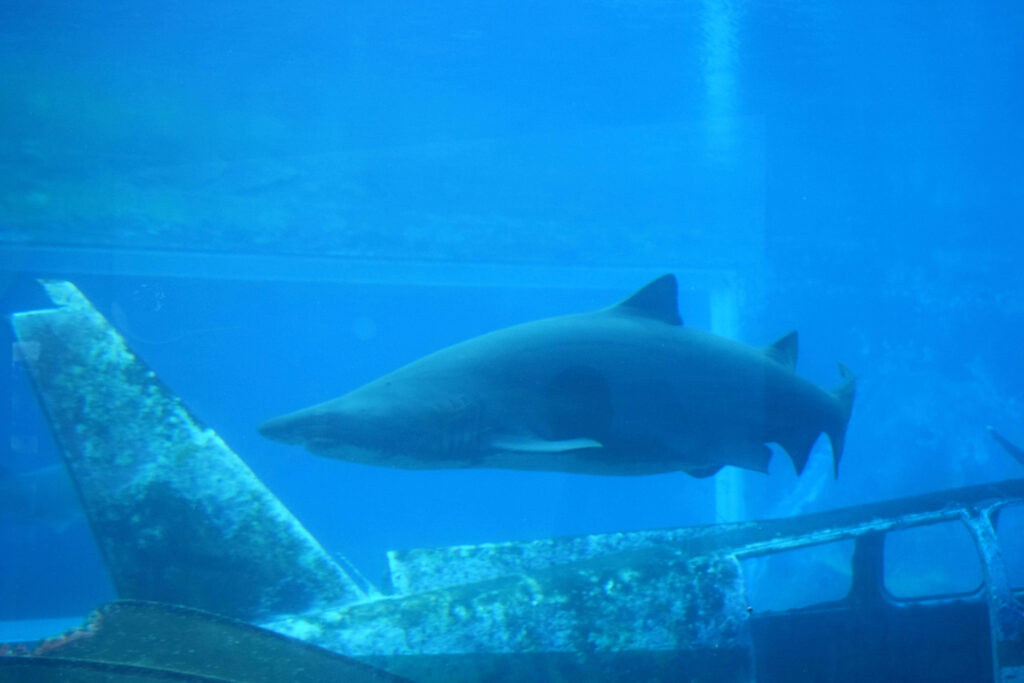 Shark tank at uShaka Marine World