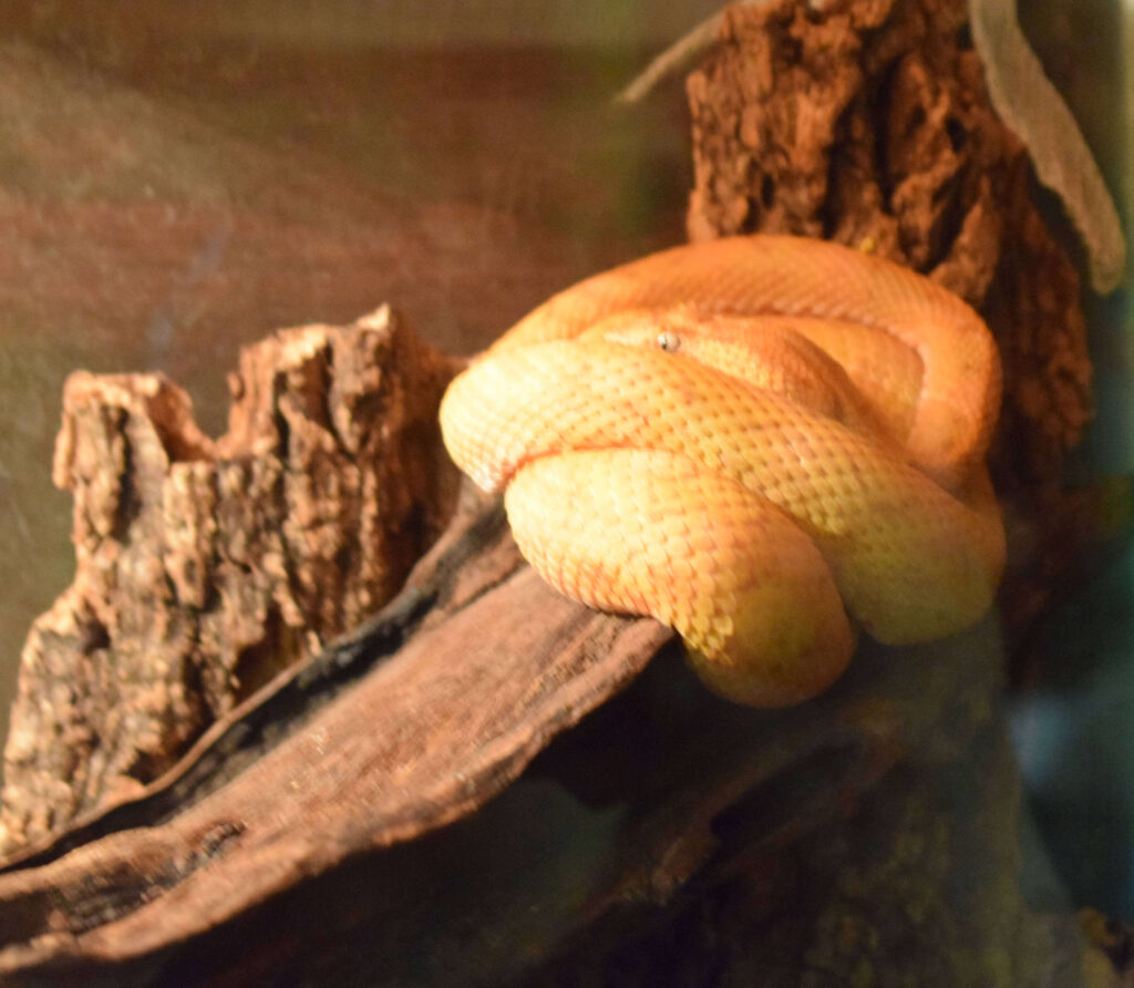 Snake at the Dangerous Creatures Exhibit