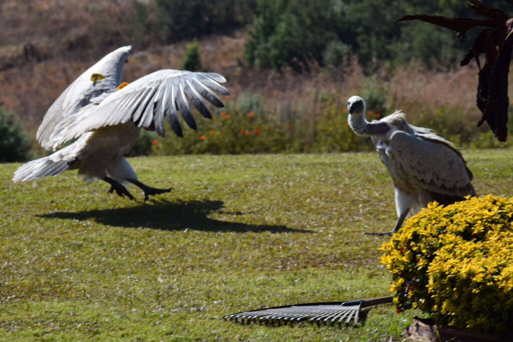 Falcon Ridge Bird of Prey Centre - bird shows