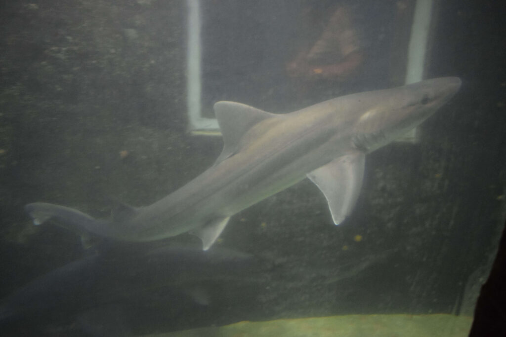 A shark at the Shark Lab in Mossel Bay