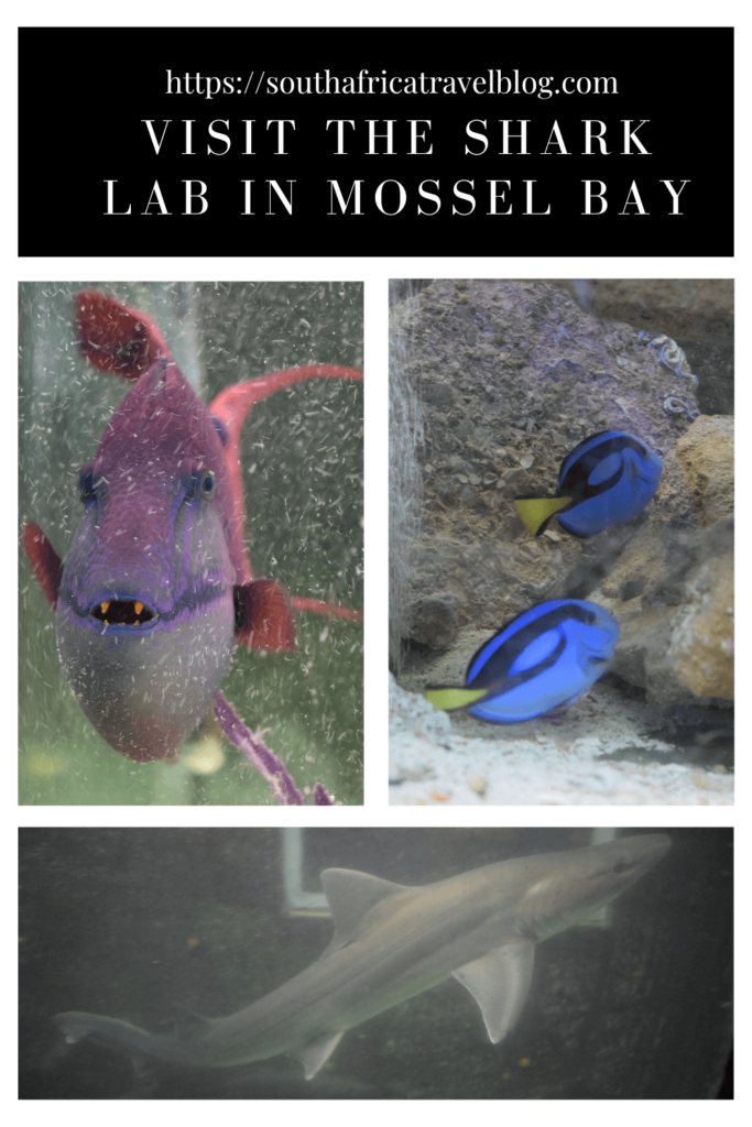 the shark lab in Mossel Bay